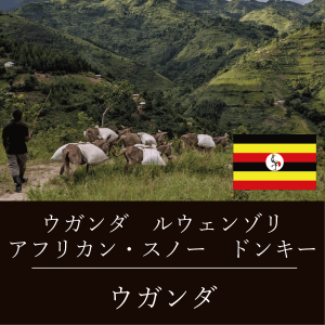 ウガンダ ルウェンゾリ アフリカン・スノー ドンキー ニシナ屋 珈琲 焙煎 コーヒー 豆 500g