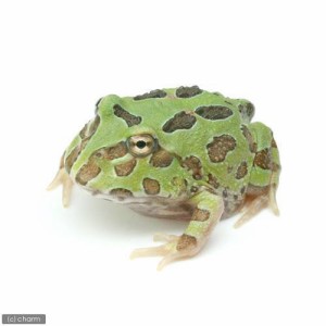 クラン ウェル ツノガエル 販売の通販 Au Pay マーケット クラン ウェル ツノガエル 販売の通販 Au Pay マーケット