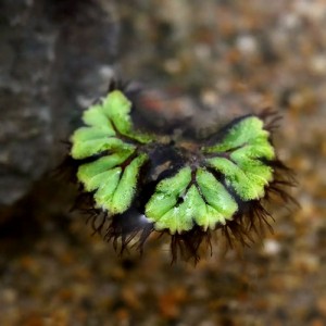 （浮草）イチョウウキゴケ（無農薬）（１０株）