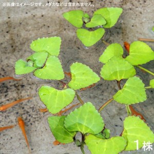 （ビオトープ）水辺植物　ヒシモドキ（３株）　浮葉植物