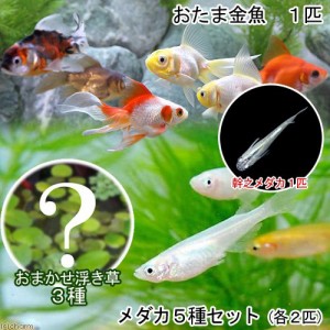 （めだか）（水草）水辺のなかよしセット　メダカ５種とおたま金魚（浮き草　幹之メダカ付き）