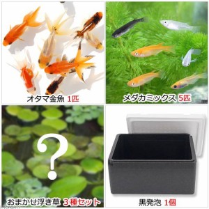 （めだか）（水草）水辺のなかよし飼育セット　メダカミックスとおたま金魚（浮き草付き）　本州四国限定　お一人様３点限り