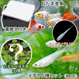 （めだか）（水草）水辺のなかよし飼育セット　メダカ５種とおたま金魚（浮き草　幹之メダカ付き）　本州四国限定　お一人様３点限り