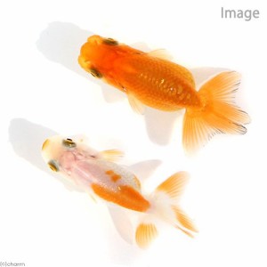 （国産金魚）協会系らんちゅう　４〜７ｃｍ（１匹）