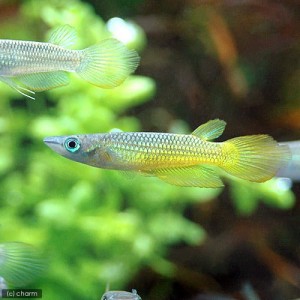 （熱帯魚）ゴールデン・パンチャックス（３匹）　北海道・九州航空便要保温