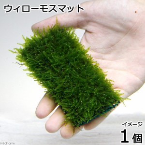 （水草）育成済　ウィローモス マット（１個） １０ｃｍ×５ｃｍ　国産無農薬　前景草　置くだけ　小型水槽　アクアリウム  簡単レイ