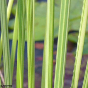 （ビオトープ）水辺植物　タテジマフトイ（１ポット）　抽水植物