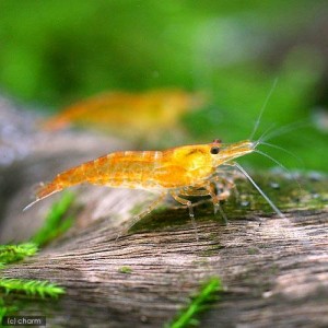 （エビ）オレンジチェリーシュリンプ（３０匹）　北海道・九州航空便要保温