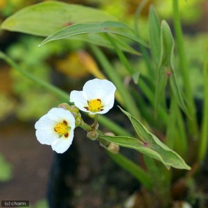 （ビオトープ）水辺植物　タイリンオモダカ　３号（１ポット）