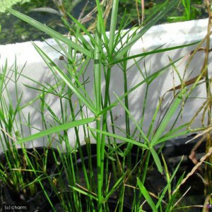 （ビオトープ）水辺植物　ミニシペルス（１ポット）　湿性植物