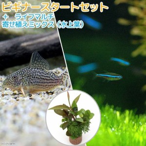 （熱帯魚）（水草）ビギナースタートセット　グリーンネオンテトラ（１０匹）＋コリドラス・ステルバイ（１匹）　北海道・九州航空便要保