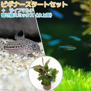 （熱帯魚）（水草）ビギナースタートセット　グリーンネオンテトラ（１０匹）＋コリドラス・トリリネアータス（１匹）　北海道・九州航空