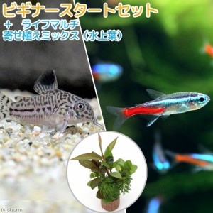 （熱帯魚）（水草）ビギナースタートセット　ネオンテトラ（１０匹）＋コリドラス・トリリネアータス（ブリード）（１匹）　北海道・九州