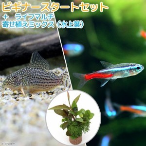 （熱帯魚）（水草）ビギナースタートセット　ネオンテトラ（１０匹）＋コリドラス・ステルバイ（１匹）　北海道・九州航空便要保温