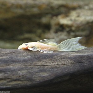 （熱帯魚）ロングフィン・ブルーアイゴールデンブッシー（１匹）　北海道・九州航空便要保温