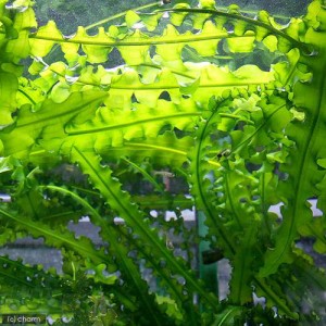 （水草）アポノゲトン　ロンギプルムロスス（無農薬）（１株）