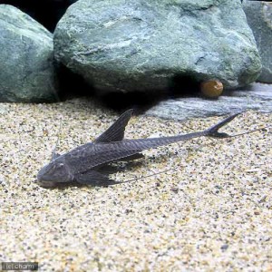 （熱帯魚）ブラックコメット・ロリカリア（１匹）　北海道・九州航空便要保温