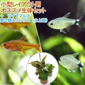 熱帯魚 水草 小型レイアウト用オススメ生体セット ２種 ６匹 ライフマルチ 寄せ植えミックス 水上葉 １個 北海道 九州の通販はau Pay マーケット チャーム 商品ロットナンバー