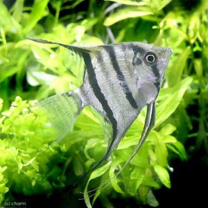 （熱帯魚）スカラレ・エンゼルフィッシュ　コロンビア（ワイルド）（１匹）　北海道・九州航空便要保温