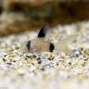 （熱帯魚）コリドラス・パンダ　ロングフィン（３匹）　北海道航空便要保温