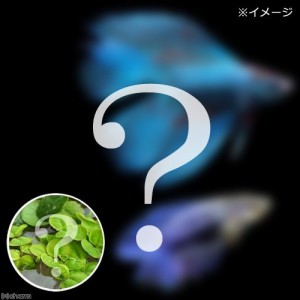 （熱帯魚）（水草）ベタ・ダブルテール　色指定なし（おまかせ浮き草３種セット付き）（１ペア）　北海道・九州航空便要保温