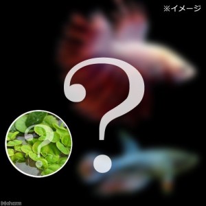 （熱帯魚）（水草）ベタ・クラウンテール　色指定なし（おまかせ浮き草３種セット付き）（１ペア）　北海道・九州航空便要保温