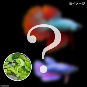 （熱帯魚）ベタ・スーパーデルタテール　色指定なし（おまかせ浮き草３種セット付き）（１ペア）　北海道・九州航空便要保温