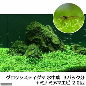 （エビ）（水草）グロッソスティグマ（水中葉）（無農薬）（３パック分）＋ミナミヌマエビ（２０匹）（説明書付）　北海道・九州航空便要