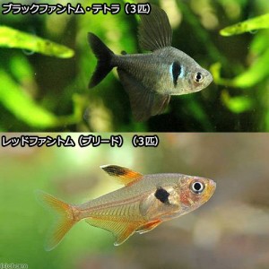 （熱帯魚）ブラックファントム・テトラ（３匹）＋レッドファントム（ブリード）（３匹）（計６匹）　北海道・九州航空便要保温