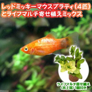 （熱帯魚）（水草）レッド・ミッキーマウスプラティ（４匹）＋ライフマルチ（茶）　寄せ植えミックス（水上葉）　１個　北海道・九州航空