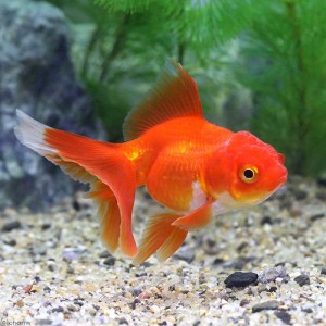 （国産金魚）飯田オランダ獅子頭（３匹）