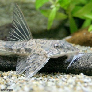 （熱帯魚）トライアングル・ロリカリア（１匹）　北海道・九州航空便要保温