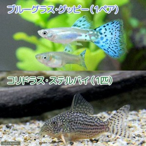 （熱帯魚）（水草）ブルーグラスグッピー（国産グッピー）（１ペア）＋コリドラス・ステルバイ（１匹）　北海道・九州航空便要保温