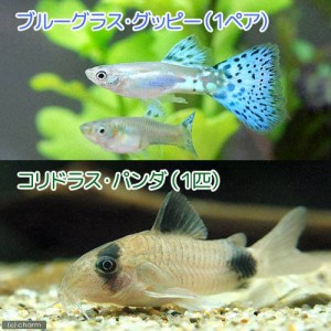 （熱帯魚）ブルーグラスグッピー（国産グッピー）（１ペア）＋コリドラス・パンダ（１匹）　北海道・九州航空便要保温