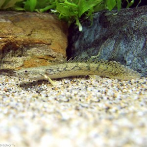 （熱帯魚）ポリプテルス・エンドリケリー・コンギクス　Ｓサイズ（１匹）　北海道・九州航空便要保温