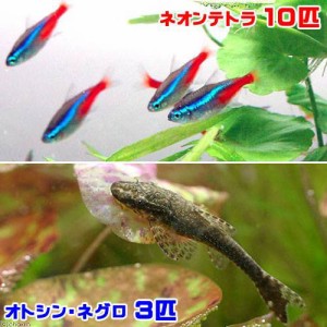 （熱帯魚）ネオンテトラ（１０匹）　＋　オトシン・ネグロ（３匹）　北海道・九州航空便要保温