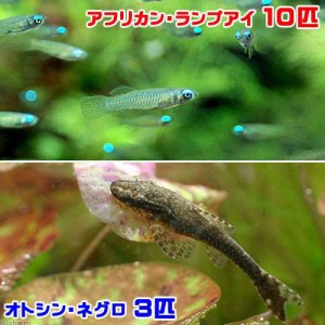 （熱帯魚）アフリカン・ランプアイ（１０匹）　＋オトシン・ネグロ（３匹）　北海道・九州航空便要保温