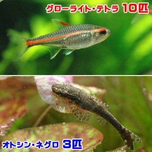 （熱帯魚）グローライト・テトラ（１０匹）＋オトシン・ネグロ（ワイルド）（３匹）　北海道・九州航空便要保温