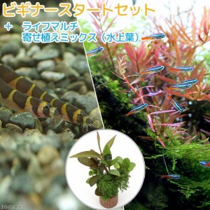 （熱帯魚）（水草）ビギナースタートセット　ネオンテトラ（１０匹）　＋クーリーローチ（３匹）　北海道・九州航空便要保温