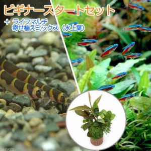 （熱帯魚）（水草）ビギナースタートセット　カージナルブリード（１０匹）　＋クーリーローチ（３匹）　北海道・九州航空便要保温