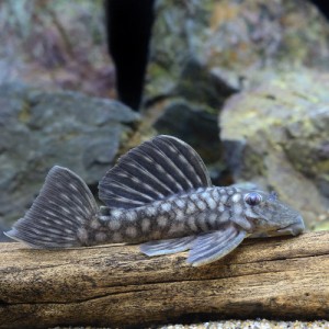 （熱帯魚）ポルカドット・カイザープレコ（１匹）　北海道・九州航空便要保温