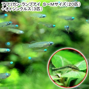 （熱帯魚）アフリカン・ランプアイ　Ｓサイズ（２０匹）＋オトシンクルス（３匹）　北海道・九州航空便要保温