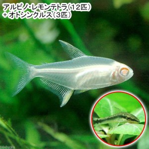 （熱帯魚）アルビノ・レモンテトラ（１２匹）＋オトシンクルス（３匹）　北海道・九州航空便要保温