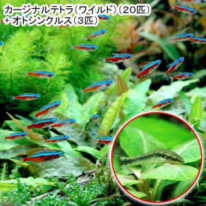 （熱帯魚）カージナルテトラ（ワイルド）（２０匹）＋オトシンクルス（３匹）　北海道・九州航空便要保温