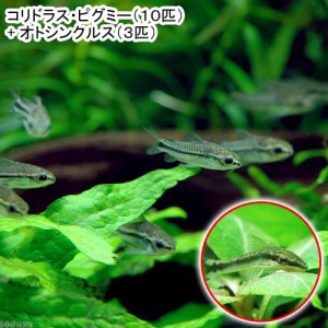 （熱帯魚）コリドラス・ピグミー（１０匹）＋オトシンクルス（３匹）　北海道・九州航空便要保温