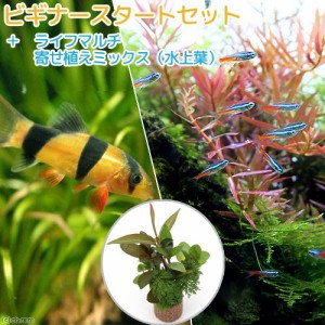 （熱帯魚）（水草）ビギナースタートセット　ネオンテトラ（１０匹）　＋クラウンローチ（２匹）　北海道・九州航空便要保温