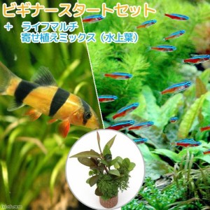 （熱帯魚）（水草）ビギナースタートセット　カージナル・テトラ（１０匹）　＋クラウンローチ（２匹）　北海道・九州航空便要保温