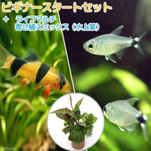 （熱帯魚）（水草）ビギナースタートセット　テトラ・オーロ（８匹）　＋クラウンローチ（２匹）　北海道・九州航空便要保温