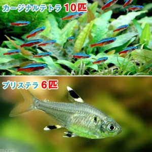 （熱帯魚）カージナルテトラ（ワイルド）（１０匹）＋プリステラ（６匹）　北海道・九州航空便要保温