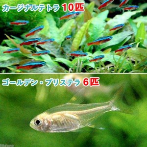 （熱帯魚）カージナルテトラ（ワイルド）（１０匹）＋ゴールデン・プリステラ（６匹）　北海道・九州航空便要保温